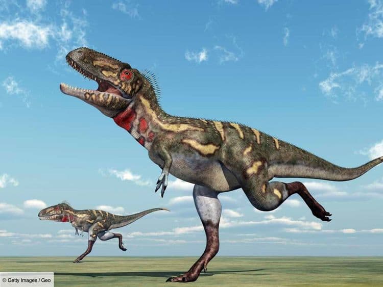 Combien mesuraient les Nanotyrannus ?