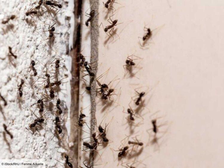 Trous dans les murs, câbles électriques déchiquetés... Pourquoi craint-on tellement la fourmi "Tapinoma magnum" ?