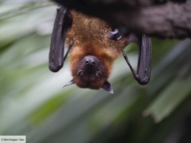 En Australie, un homme meurt d'un virus transmis par une morsure de chauve-souris