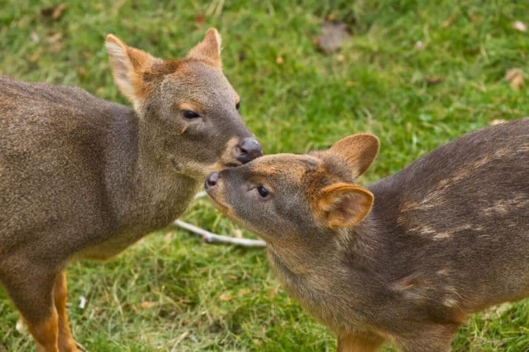 Une nouvelle espèce du plus petit cervidé du monde, le Pudu, découverte au Pérou