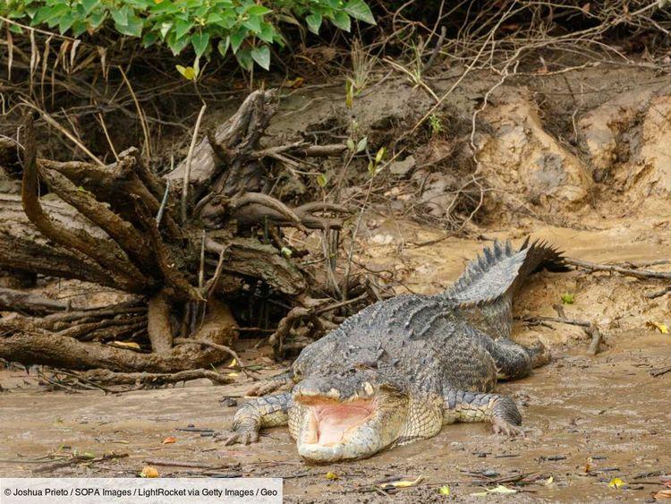 Traque d'un crocodile: l'enquête sur la disparition de l'adolescent s'intensifie en Australie