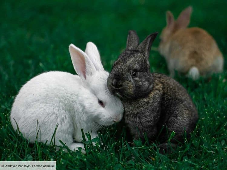 Voici quelles friandises vous pouvez donner à votre lapin sans risque