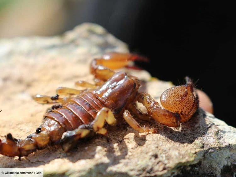 Une explosion de scorpions transforme les villes brésiliennes en piège venimeux
