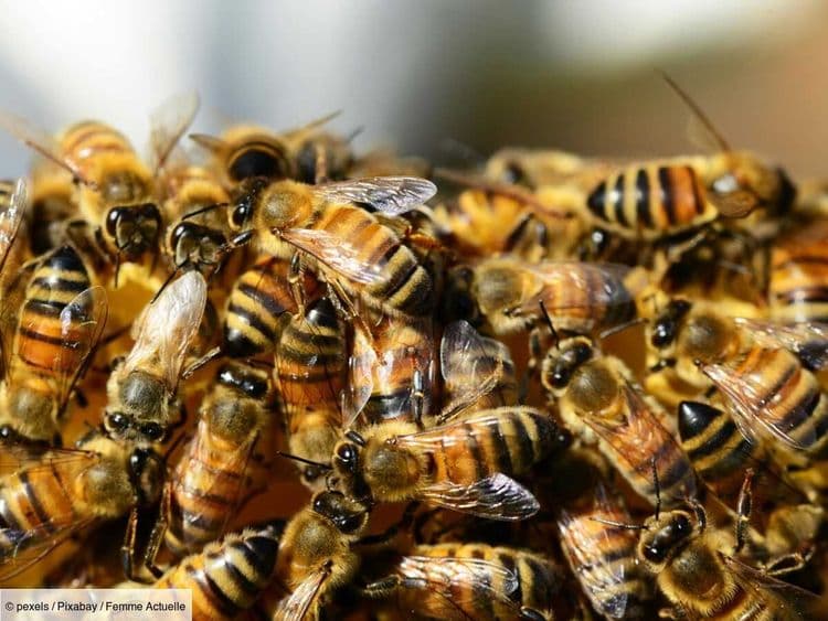 "Pas agressives par nature" : comment expliquer l'attaque d'abeilles qui a fait 24 blessés à Aurillac ? Les différentes hypothèses