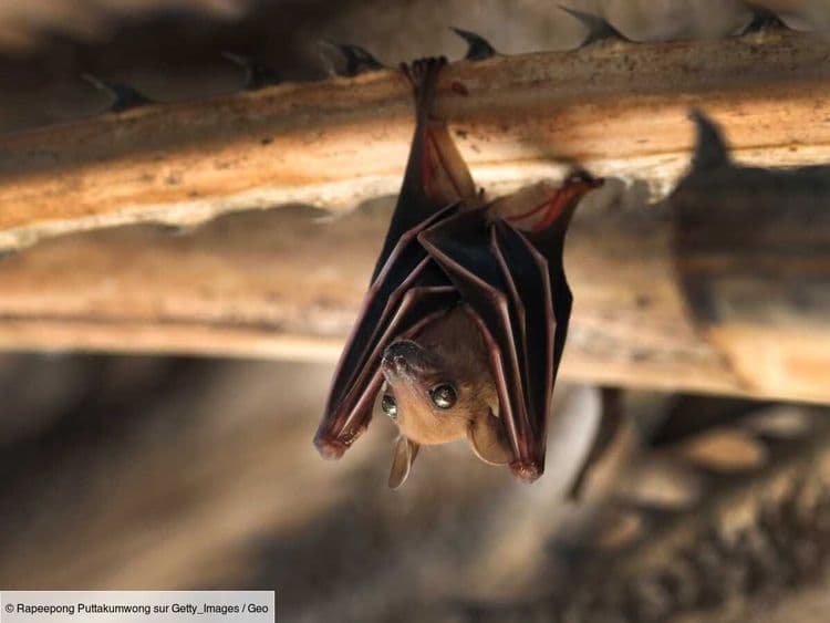 Nouveaux virus découverts chez des chauves-souris en Chine: faut-il s'inquiéter?