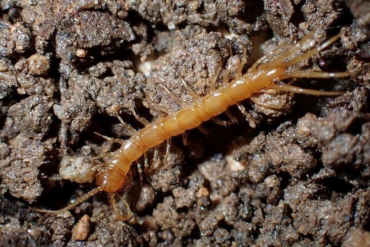 Cruciaux pour la santé des sols, des mille-pattes menacés d'extinction en France