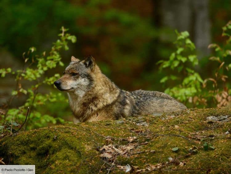 Emmanuel Macron veut limiter la présence du loup dans les zones pastorales