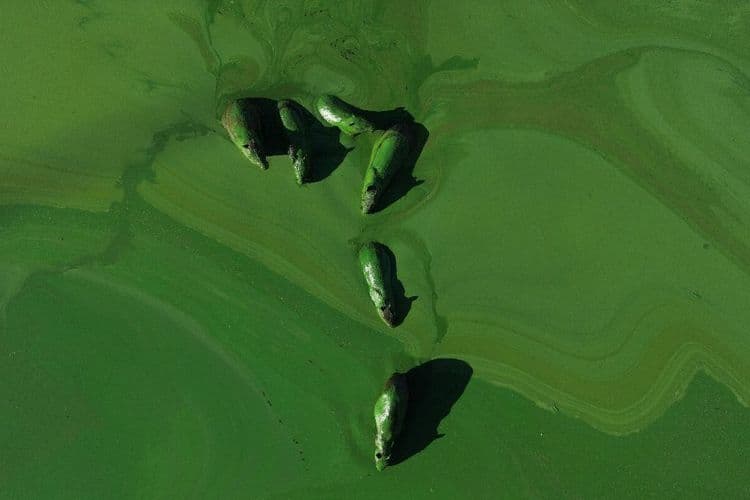 Sous l'effet des cyanobactéries, les étranges "rongeurs verts" du nord-est argentin