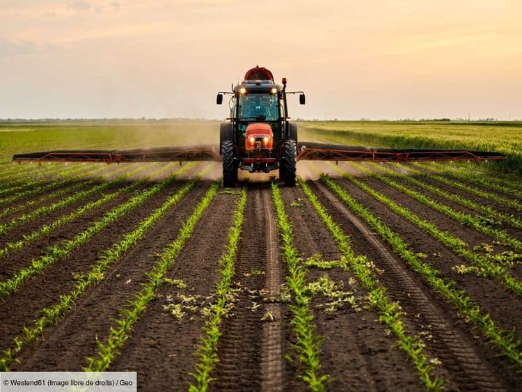Agriculture: un pesticide interdit depuis 2018 pourrait de nouveau être autorisé en France
