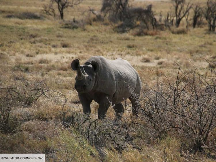 L'Œil de GEO: un face-à-face entre lion et rhinocéros aurait pu virer au cauchemar
