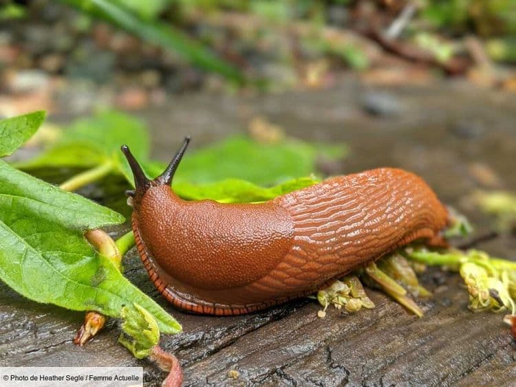 Marre des limaces dans votre jardin ? Ce piège tout simple à poser en 1 minute peut sauver votre potager