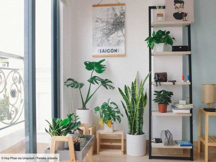 Cette gelée d’arrosage facile va sauver vos plantes pendant votre absence !