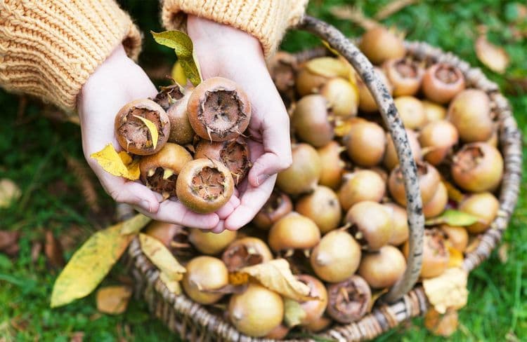 Les nèfles communes, un fruit d’arrière-saison