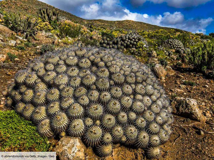 Le trafic de succulentes pousse vers l'extinction des cactus endémiques du désert d’Atacama