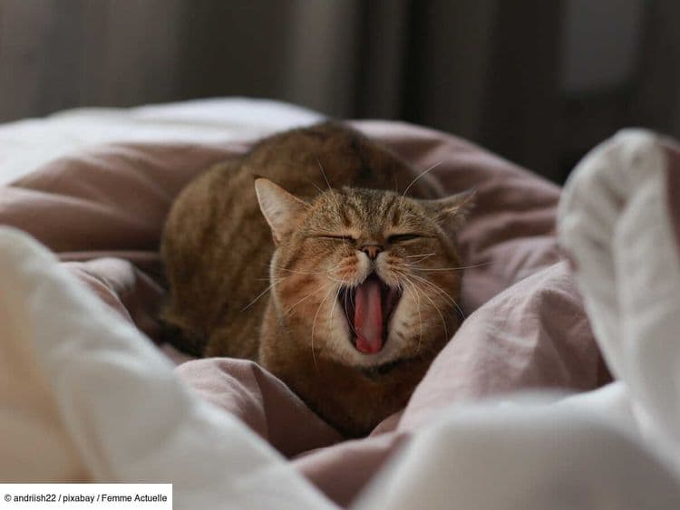 Mon chat a des pellicules : pourquoi et que faire ?