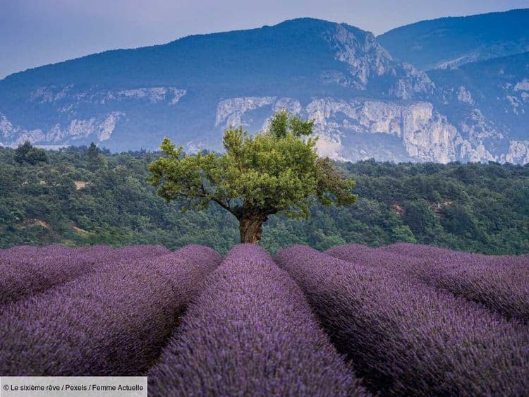 C'est le moment d'y aller ! Découvrez les spots incontournables pour photographier la lavande en Provence