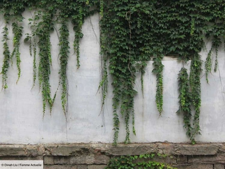 Oubliez le lierre et la vigne vierge ! Plantez plutôt ces plantes grimpantes qui n’abîmeront pas votre façade