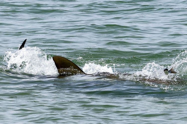 Sur une plage en Israël, le face-à-face dangereux entre requins et humains