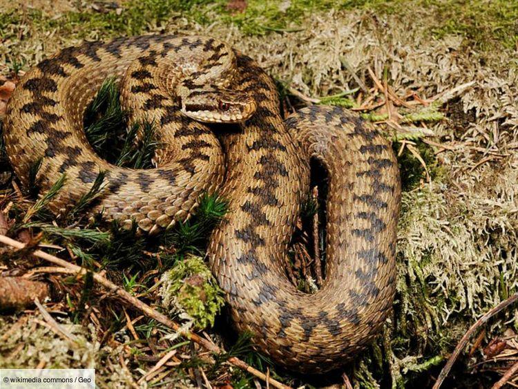 "Ses organes se sont arrêtés" : mordue par le seul serpent venimeux de Grande-Bretagne, un fillette frôle la mort