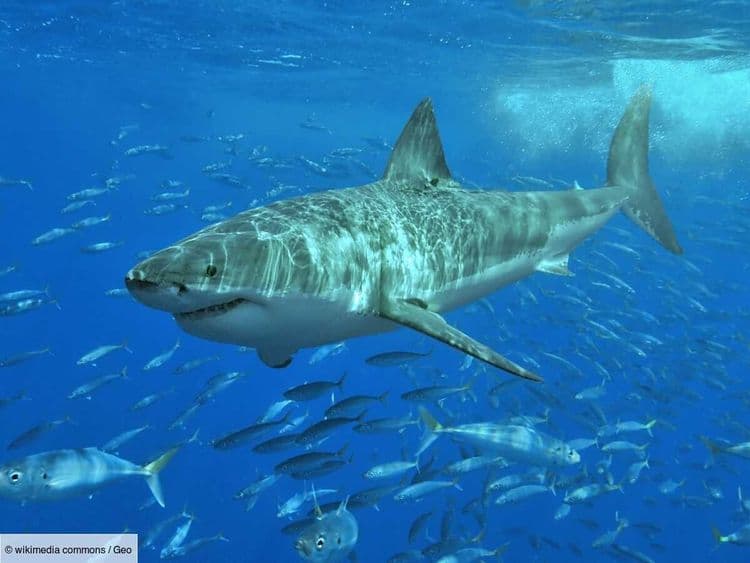 Pourquoi n'y a-t-il pas de grand requin blanc dans les aquariums?