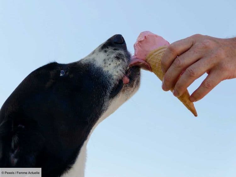 Peut-on donner de la glace à son chien ou son chat quand il fait chaud ?