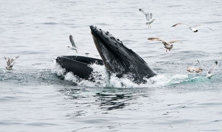 "J'ai cru qu'elle m'avait avalé": une baleine engloutit un kayakiste puis le recrache