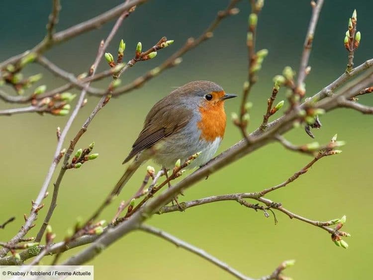 Ces oiseaux sont très utiles au jardin, découvrez lesquels il ne faut surtout pas chasser