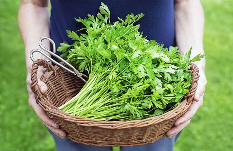 Le persil plat ou frisé, saveurs à découvrir