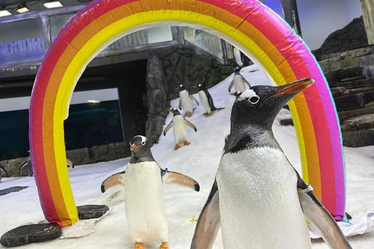 Mort d'un des deux célèbres manchots mâles en couple dans un aquarium australien