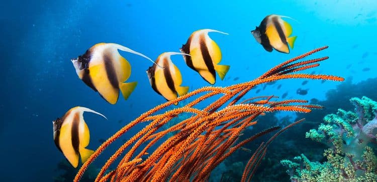 La Grande Barrière de corail subit son 5e « blanchissement massif » en 8 ans !
