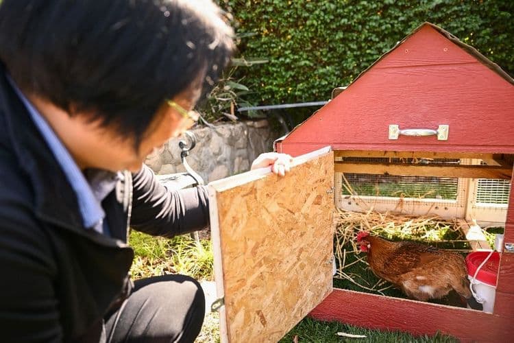 Louer une poule, nouvelle mode contre la flambée du prix des oeufs aux Etats-Unis