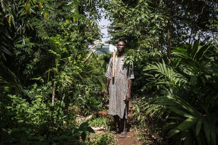 Dans la capitale nigériane, les fermes urbaines menacées par la pression immobilière