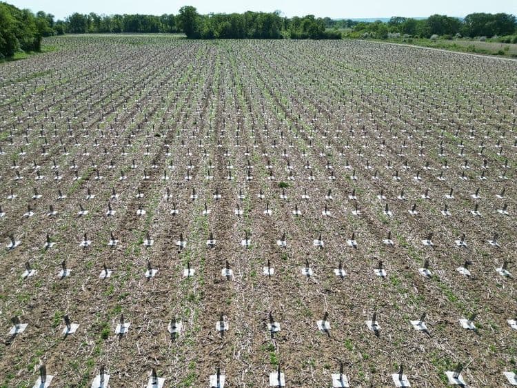 Sur un site pollué près de Paris, la naissance d'une forêt d'un million d'arbres