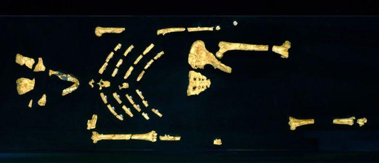 L’australopithèque Lucy était en vérité glabre, et c’est important