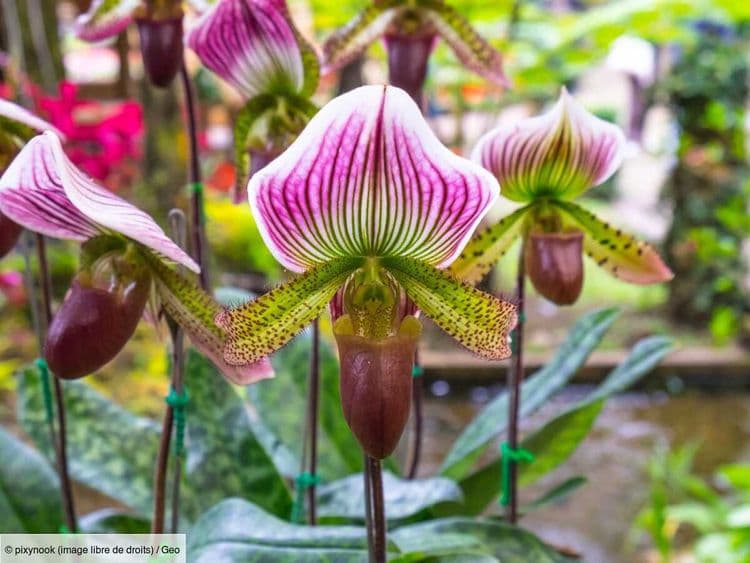 Retour à la vie sauvage d'une des orchidées les plus rares d'Angleterre