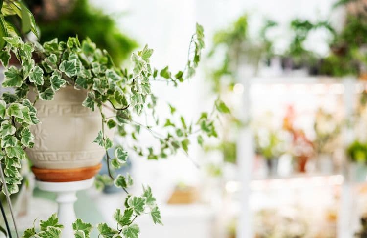 Comment cultiver le lierre au jardin et dans la maison ?