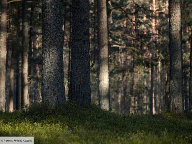 Un père condamné pour avoir simulé l'abandon de son fils de 6 ans dans une forêt, le soir d'Halloween