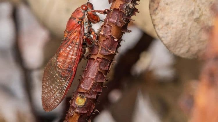 Pensée éteinte depuis 100 ans, cette espèce de cigale vient d’être observée dans un jardin