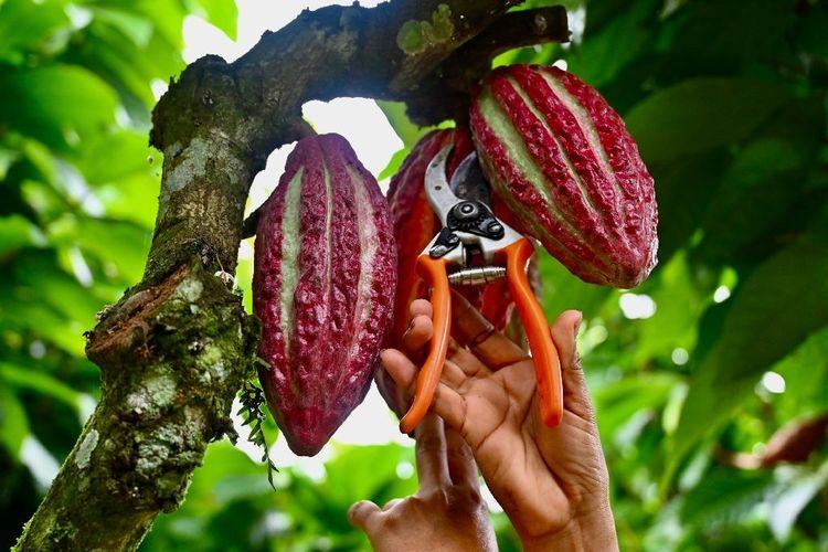En Equateur, le cacao à prix d'or ravit les producteurs mais attire les criminels