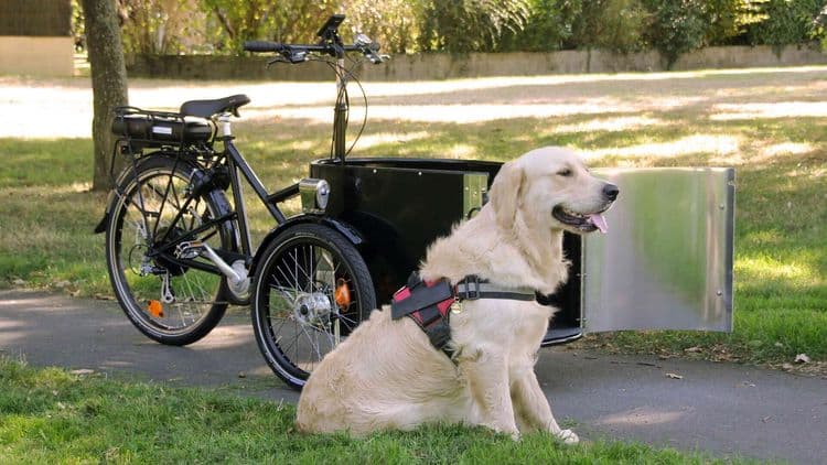 Quelles races de chien pour ses sorties vélo ?