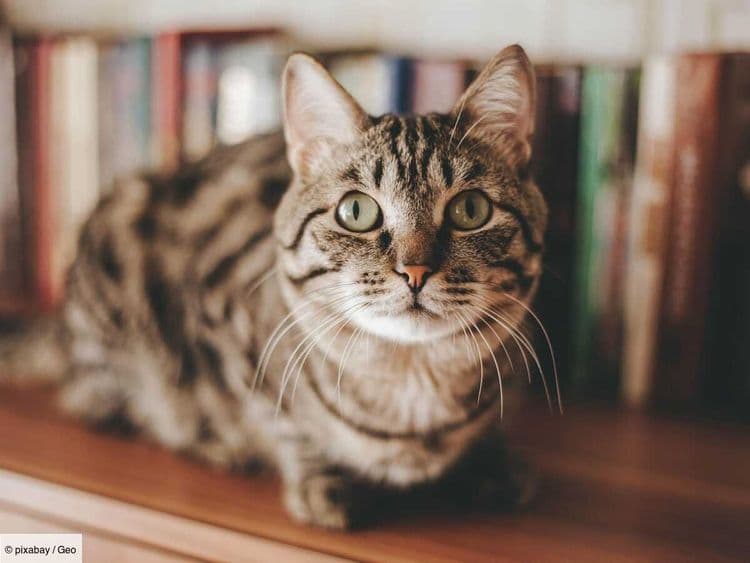 Pourquoi certains chats sont-ils fascinés par le plastique, quitte à l'avaler?