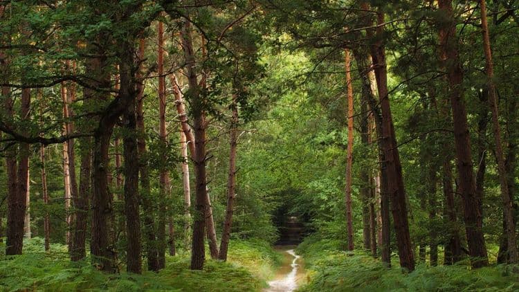 Défiscalisation : les « SCPI » de la forêt, un placement à très long terme