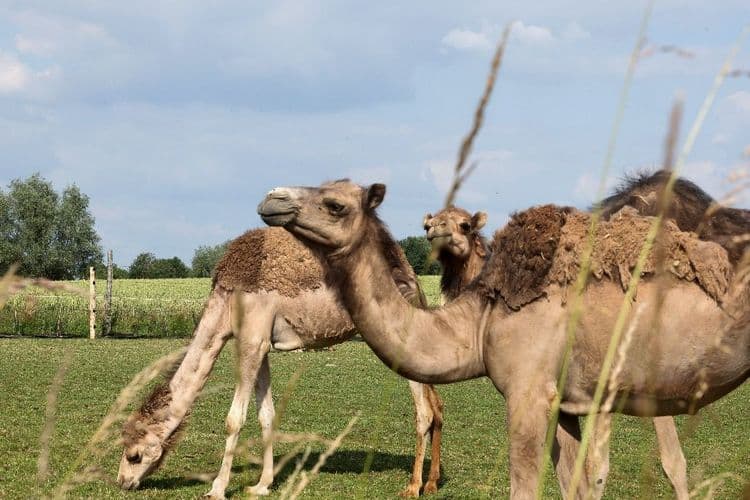 Au pays du maroilles, un éleveur parie sur le lait de chamelle
