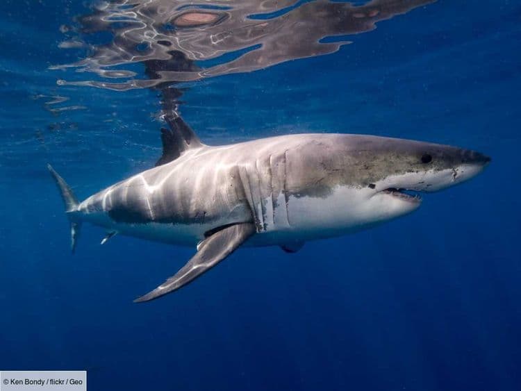 Le Chiffre de GEO: long de 4,20 m, le plus grand requin blanc jamais suivi s’approche des plages américaines