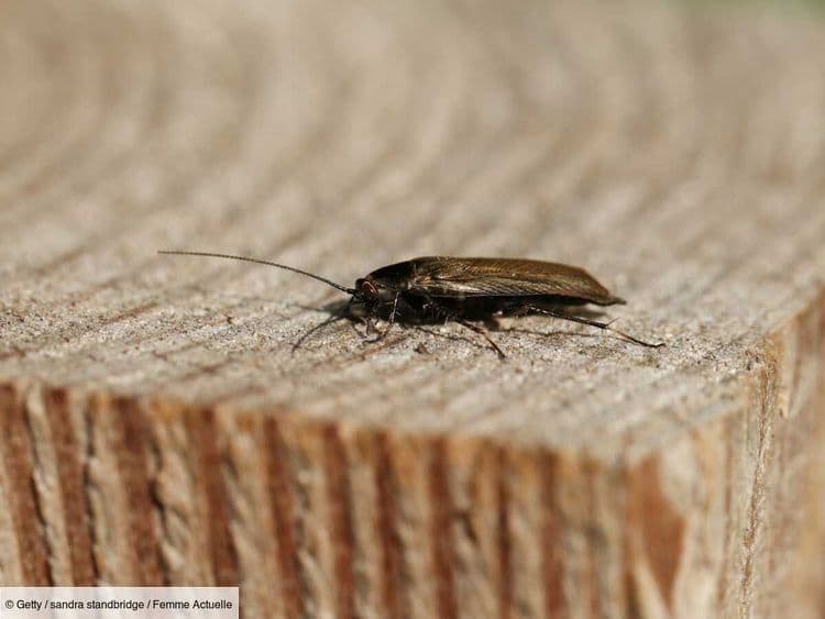 Les cafards envahissent le centre-ville de Nîmes : ce facteur naturel a accéléré leur reproduction