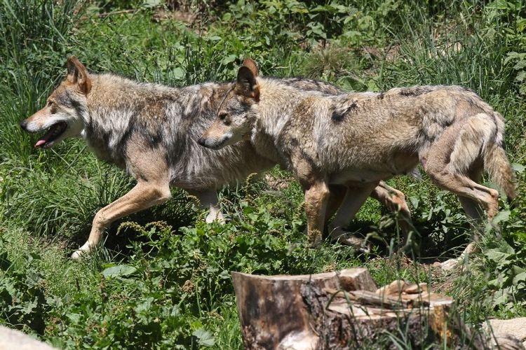 Le nombre de loups en France recule, nouveau débat sur sa protection