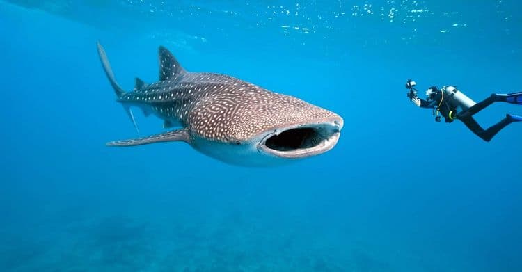 Quel est le plus grand poisson vivant ?