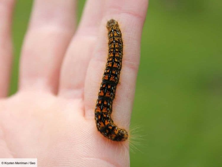 9 gestes simples pour ne plus tuer les insectes