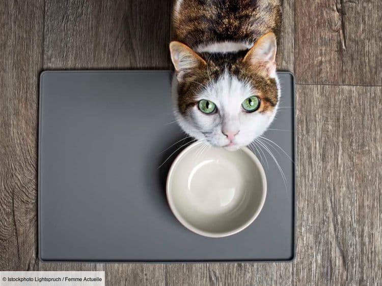 Une vétérinaire dévoile l'aliment idéal pour les chats en surpoids (et on n'y aurait jamais pensé !)