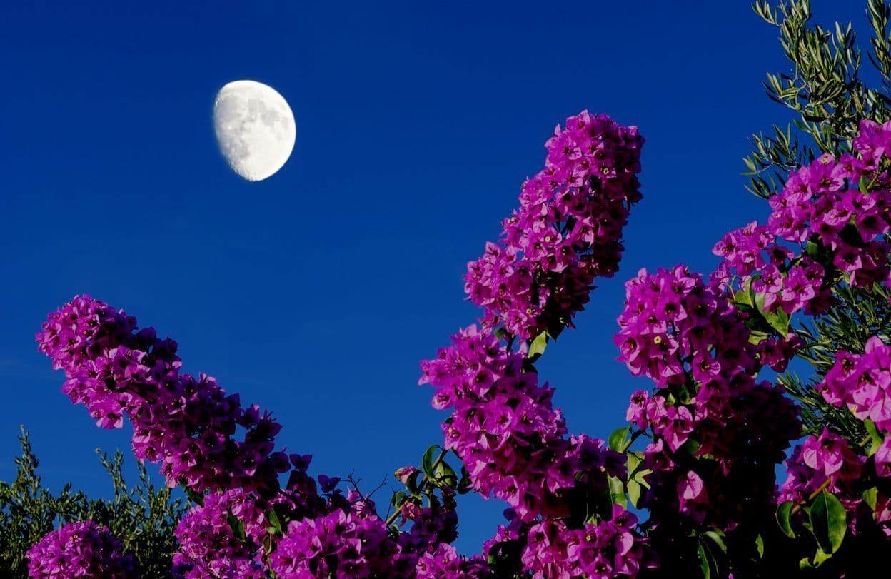 Jardiner avec la lune en juillet 2023